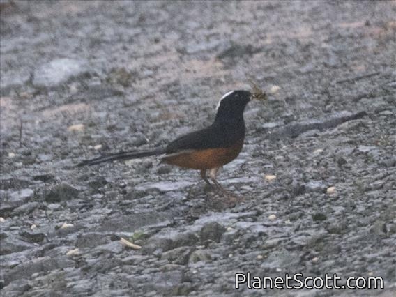 White-crowned Shama (Copsychus stricklandii)