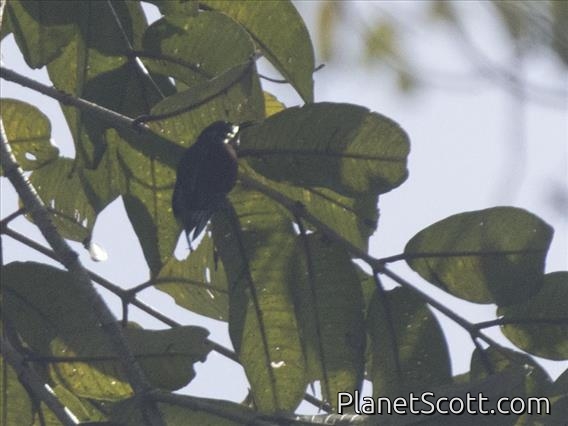 Gray-throated Babbler (Stachyris nigriceps)