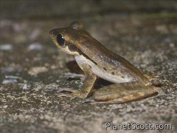 Dark-eared Tree Frog (Polypedates macrotis)