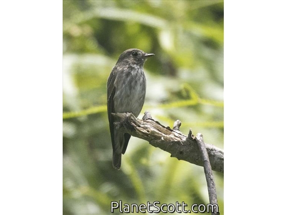 Asian Brown Flycatcher (Muscicapa dauurica)