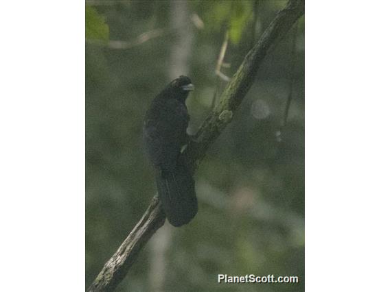 Black Magpie (Platysmurus leucopterus)