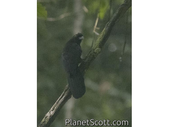 Black Magpie (Platysmurus leucopterus)