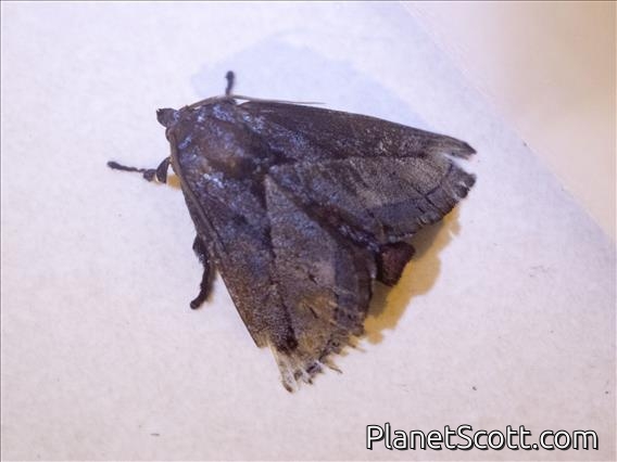 Slug Caterpillar Moth (Phocoderma sp)