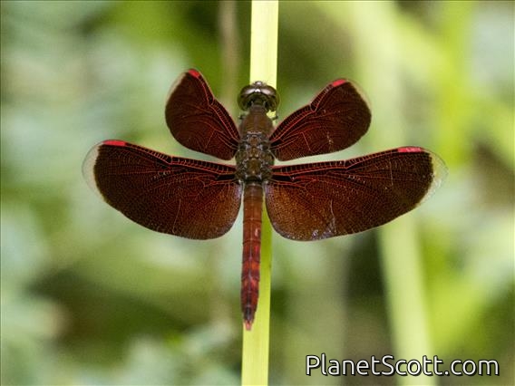 Indonesian Red-winged Dragonfly (Neurothemis terminata)