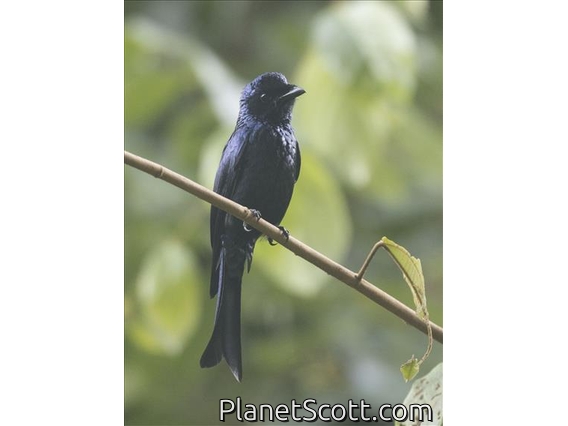 Bronzed Drongo (Dicrurus aeneus)