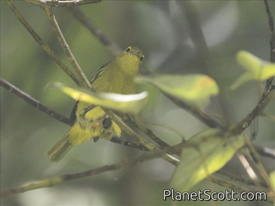 Common Iora (Aegithina tiphia)