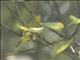Common Iora (Aegithina tiphia)