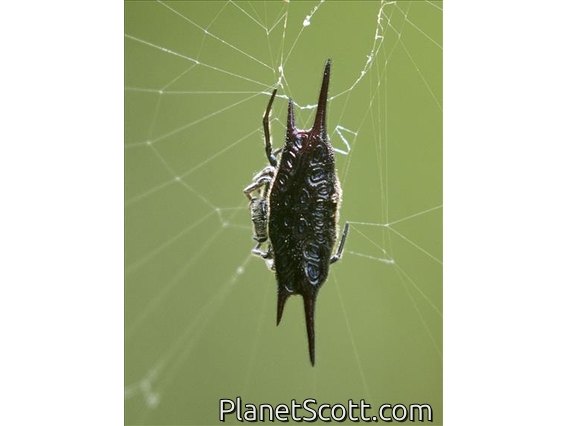Bornean Orbweaver (Araneus borneo-sp)