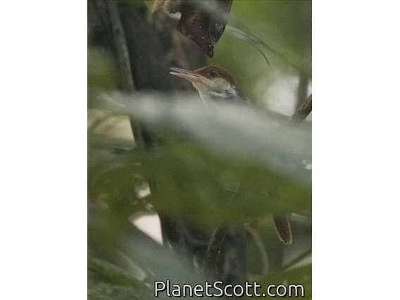 Rufous-tailed Tailorbird (Orthotomus sericeus)