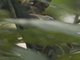 Rufous-tailed Tailorbird (Orthotomus sericeus)