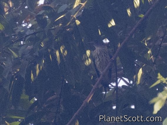 Ventriloquial Oriole (Oriolus xanthonotus)