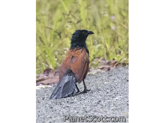 Greater Coucal (Centropus sinensis)