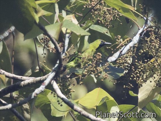 Lesser Green Leafbird (Chloropsis cyanopogon)