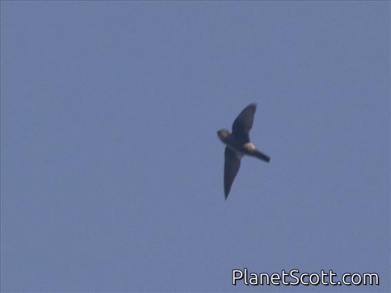 Mossy-nest Swiftlet (Aerodramus salangana)