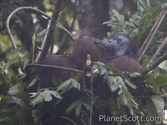 Orangutan (Pongo pygmaeus)