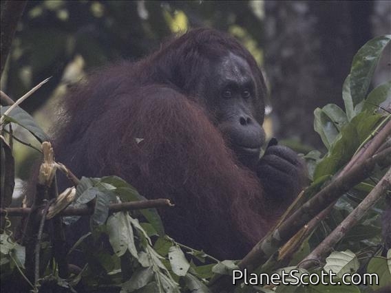 Orangutan (Pongo pygmaeus)