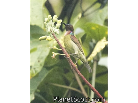 Red-throated Sunbird (Anthreptes rhodolaemus)