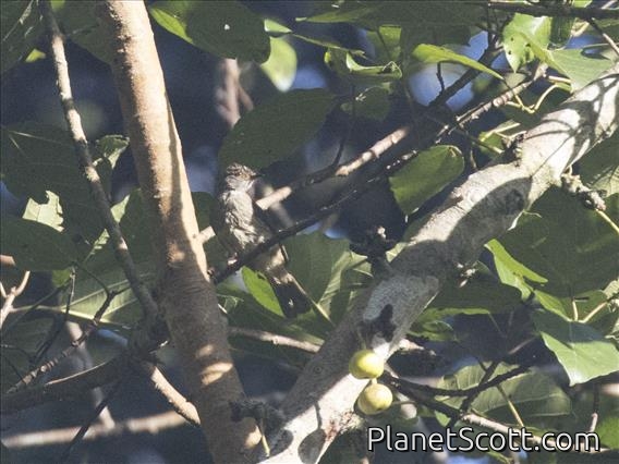 Spectacled Bulbul (Rubigula erythropthalmos)