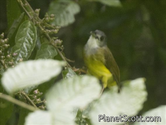 Yellow-bellied Bulbul (Alophoixus phaeocephalus)