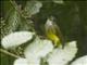 Yellow-bellied Bulbul (Alophoixus phaeocephalus)