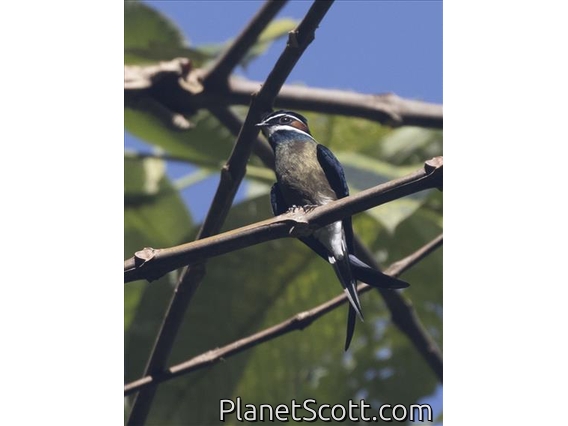 Whiskered Treeswift (Hemiprocne comata)