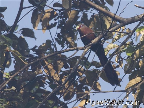Chestnut-breasted Malkoha (Phaenicophaeus curvirostris)