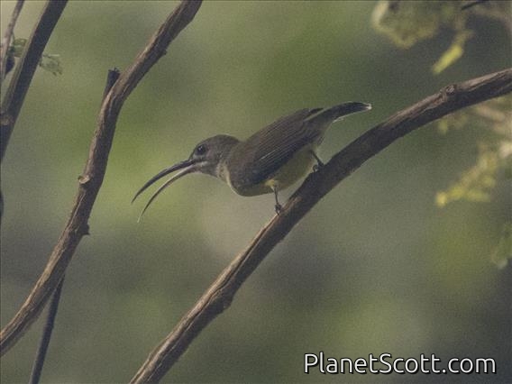 Little Spiderhunter (Arachnothera longirostra)