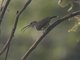 Little Spiderhunter (Arachnothera longirostra)