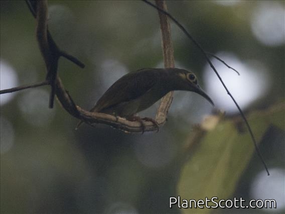 Spectacled Spiderhunter (Arachnothera flavigaster)