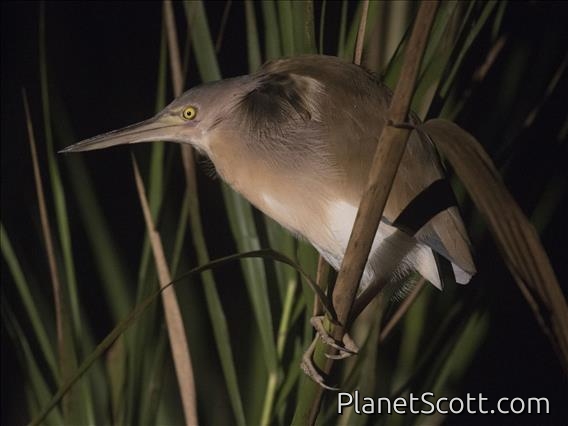 Yellow Bittern (Ixobrychus sinensis)