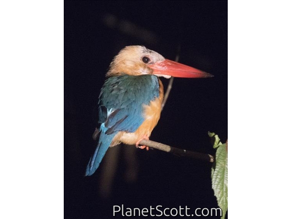 Stork-billed Kingfisher (Pelargopsis capensis)