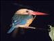 Stork-billed Kingfisher (Pelargopsis capensis)