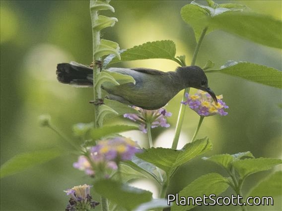 Brown-throated Sunbird (Anthreptes malacensis)