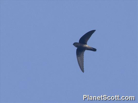 Black-nest Swiftlet (Aerodramus maximus)
