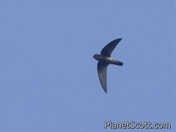 Black-nest Swiftlet (Aerodramus maximus)