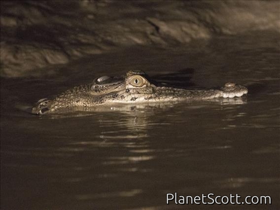 Saltwater Crocodile (Crocodylus porosus)