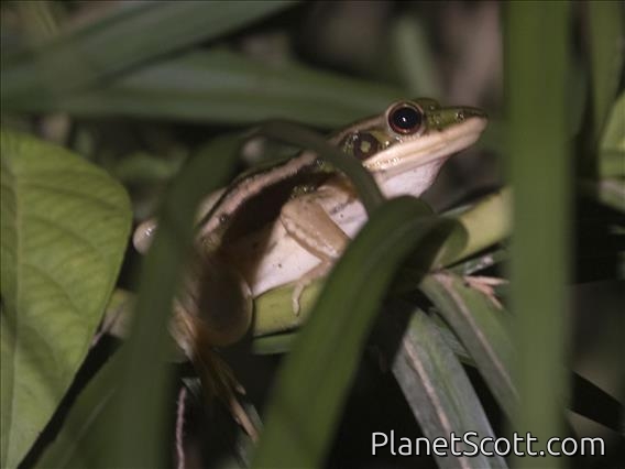 Green Paddy Frog (Hylarana erythraea)