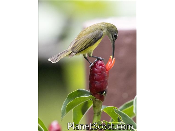 Little Spiderhunter (Arachnothera longirostra)