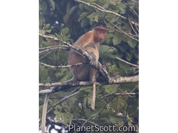 Proboscis Monkey (Nasalis larvatus) - Female