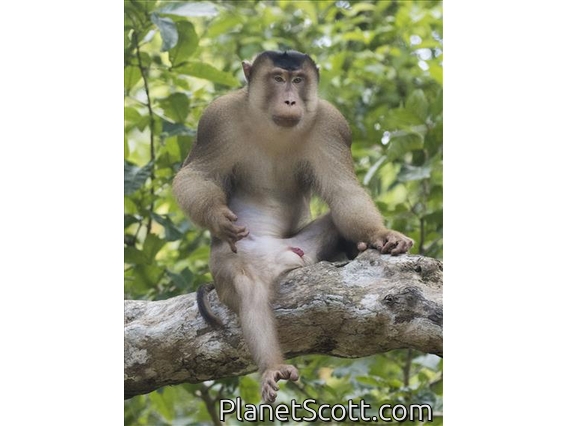 Southern Pig-tailed Macaque (Macaca nemestrina)