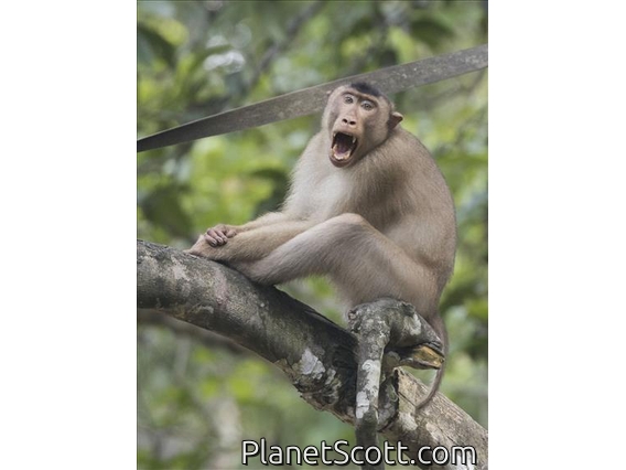 Southern Pig-tailed Macaque (Macaca nemestrina)