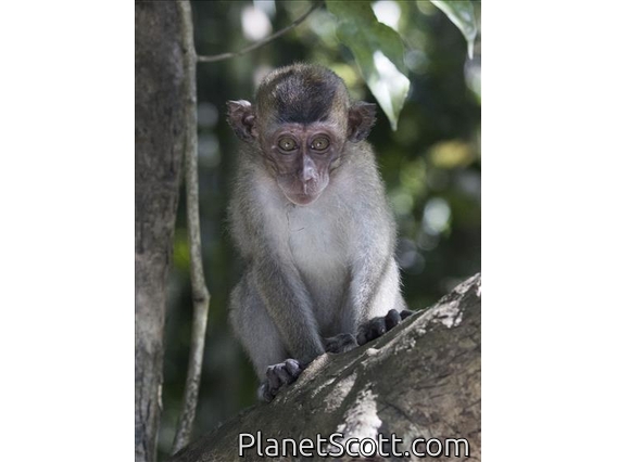 Long-tailed Macaque (Macaca fascicularis) - Young Male
