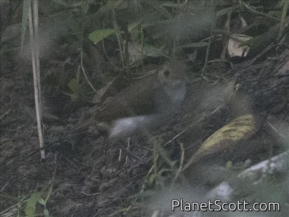 White-chested Babbler (Pellorneum rostratum)