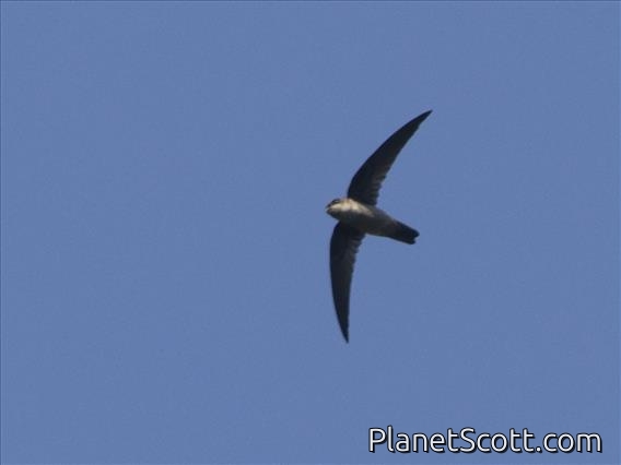 White-nest Swiftlet (Aerodramus fuciphagus)