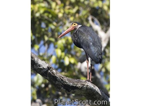 Storm's Stork (Ciconia stormi)