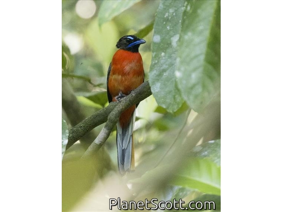 Scarlet-rumped Trogon (Harpactes duvaucelii)