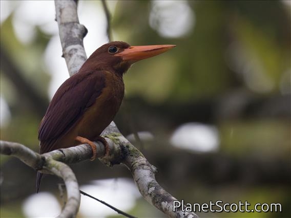 Ruddy Kingfisher (Halcyon coromanda)