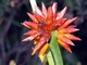 Common flower in Roraima
