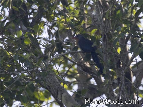 Red-billed Malkoha (Zanclostomus javanicus)