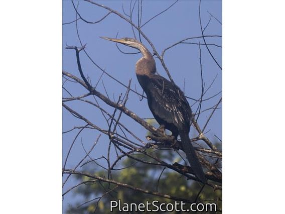 Oriental Darter (Anhinga melanogaster)